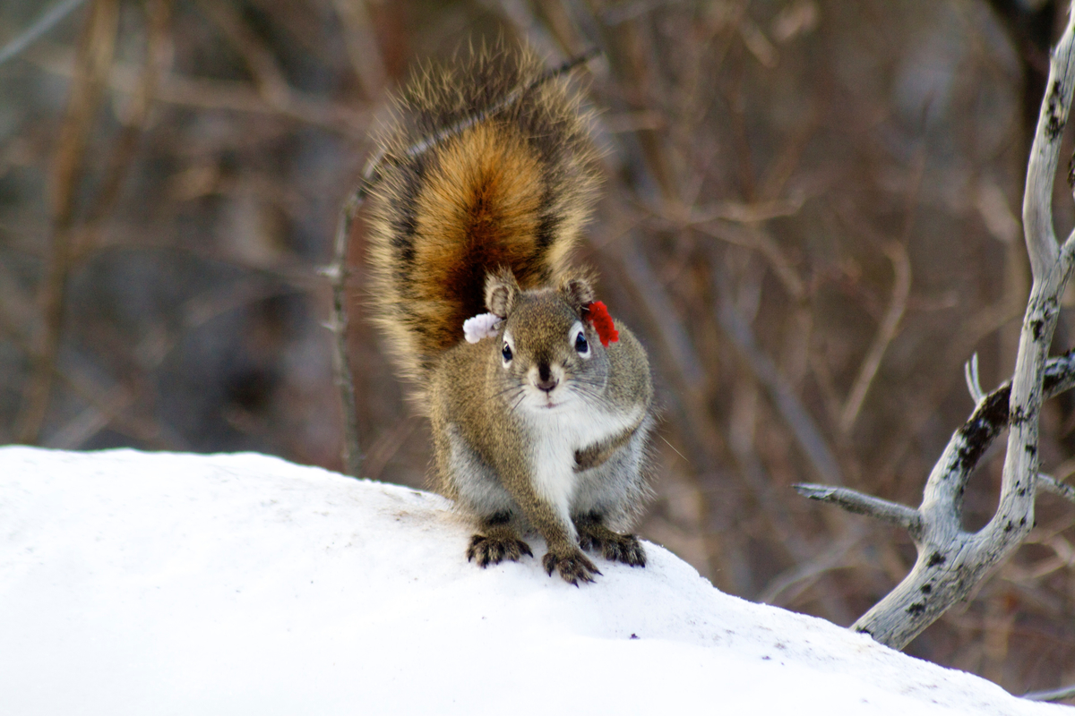 A curious male red squirrel poses for the camera.