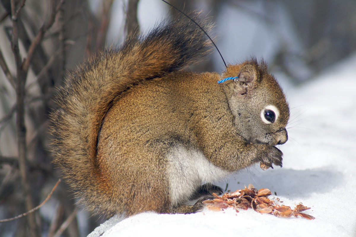 A female red squirrel (with radio-collar) eats a white spruce cone, their main food source in the Yukon, Canada.