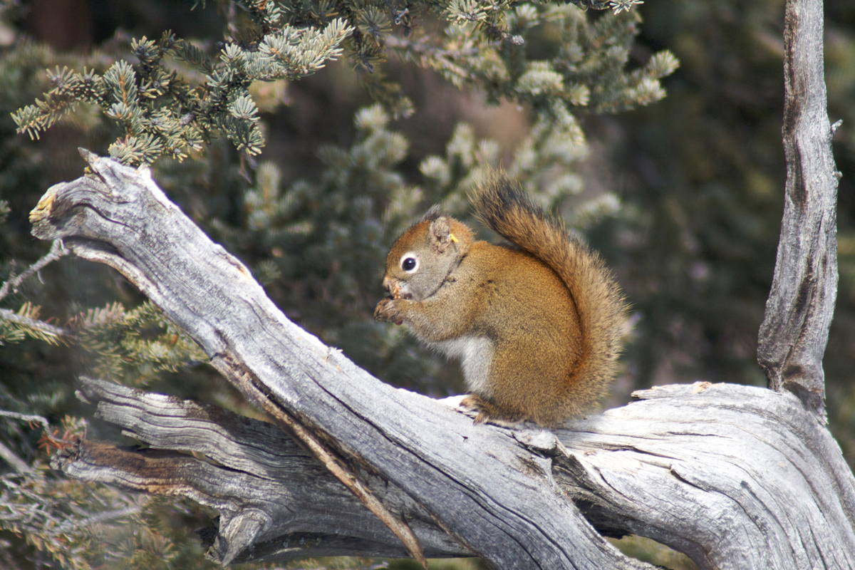 Another red squirrel eating a spruce cone.