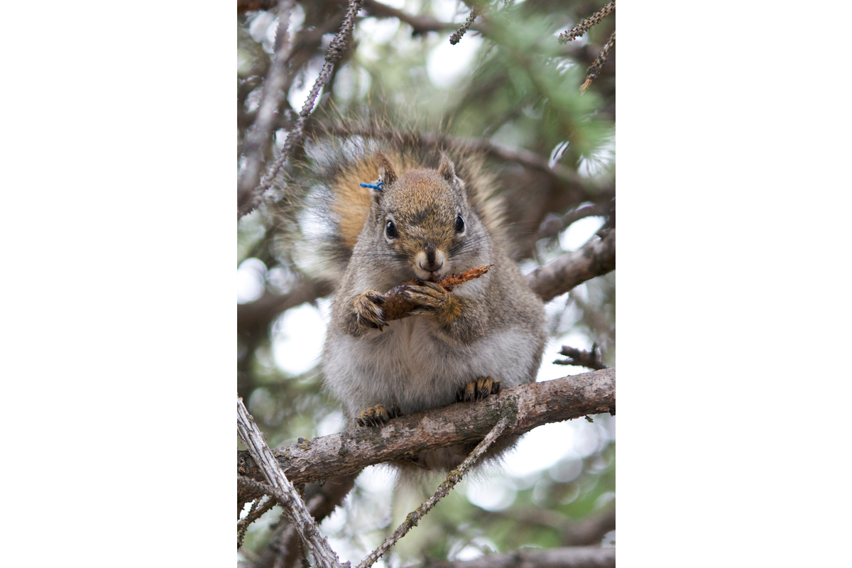 A right-handed red squirrel eats a spruce cone. (Yes there are left-handed squirrels too!)