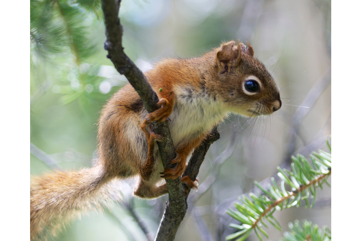 A juvenile red squirrel strikes a tree frog pose.