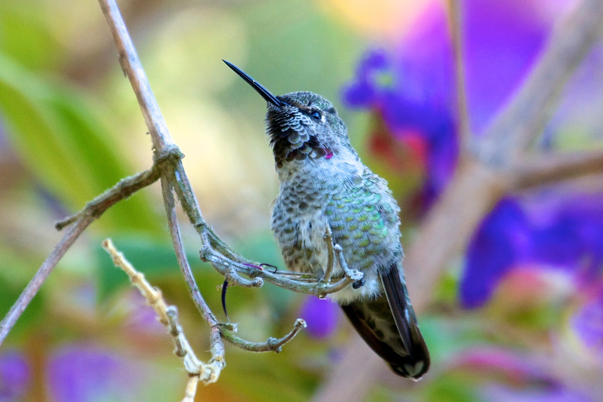 Anna's hummingbird in Berkeley, California.