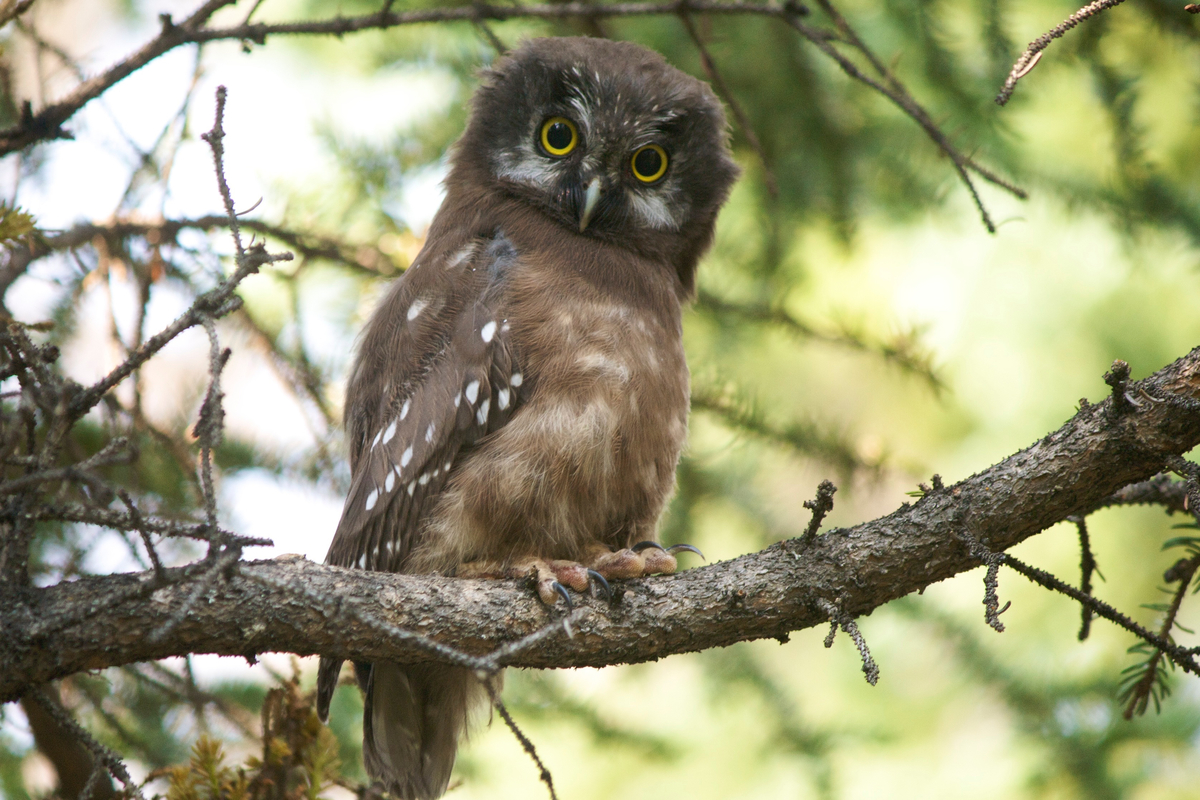 The cutest owl, the boreal owl. Yukon, Canada.