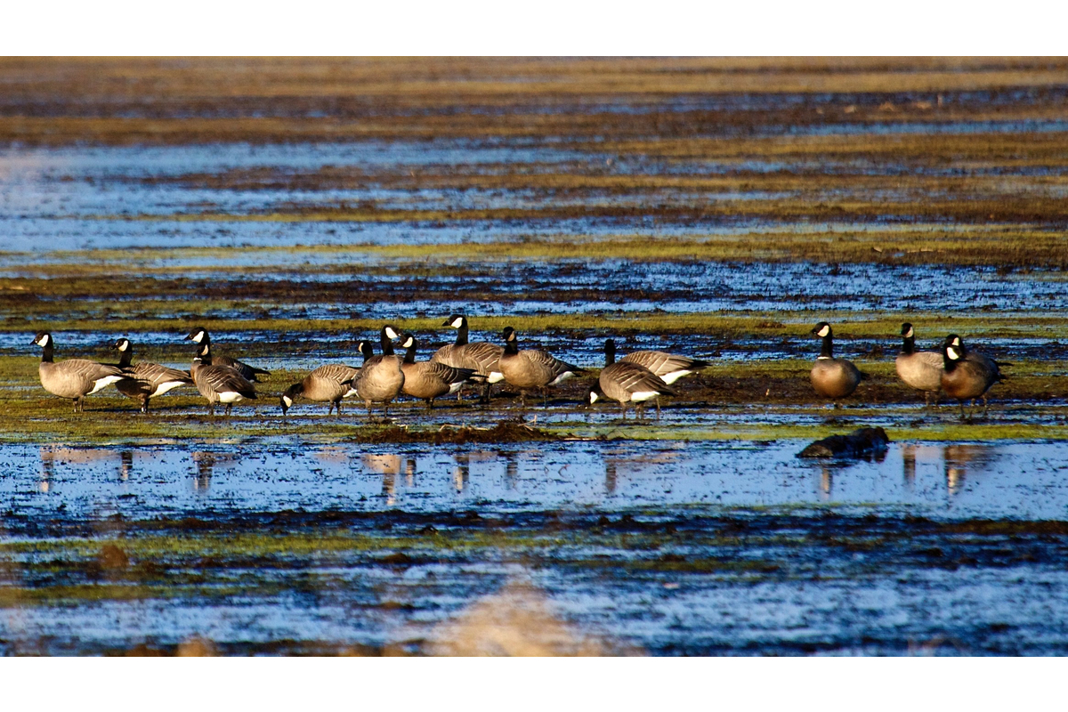 Canada geese in the mud flats at Fern Ridge reservoir near Eugene, Oregon.