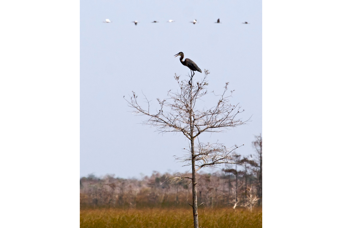 A great blue heron sites atop a tree while White ibises fly overhead. Everglades National Park.