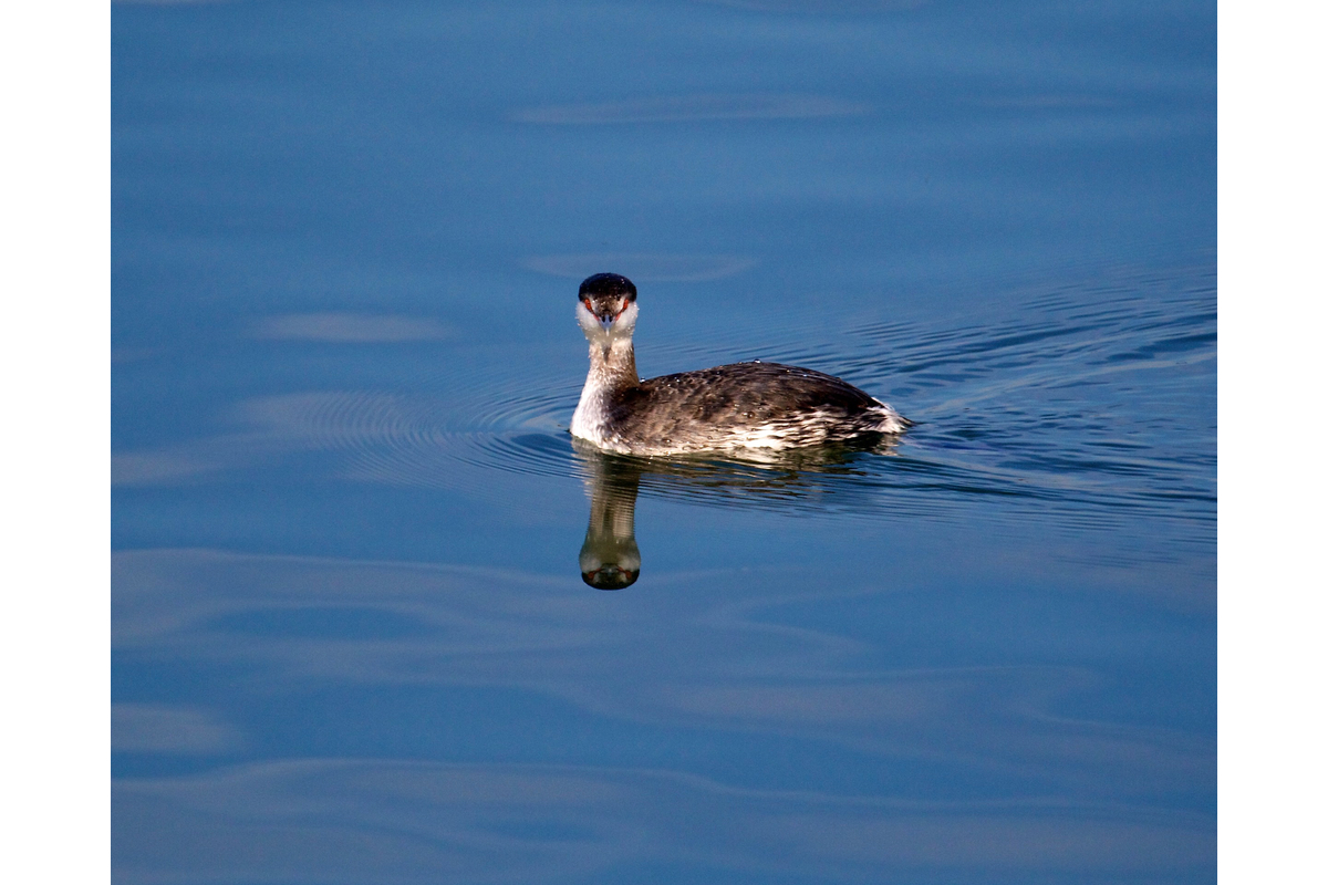 Here's a horned grebe lookin at you. Oakland, California.