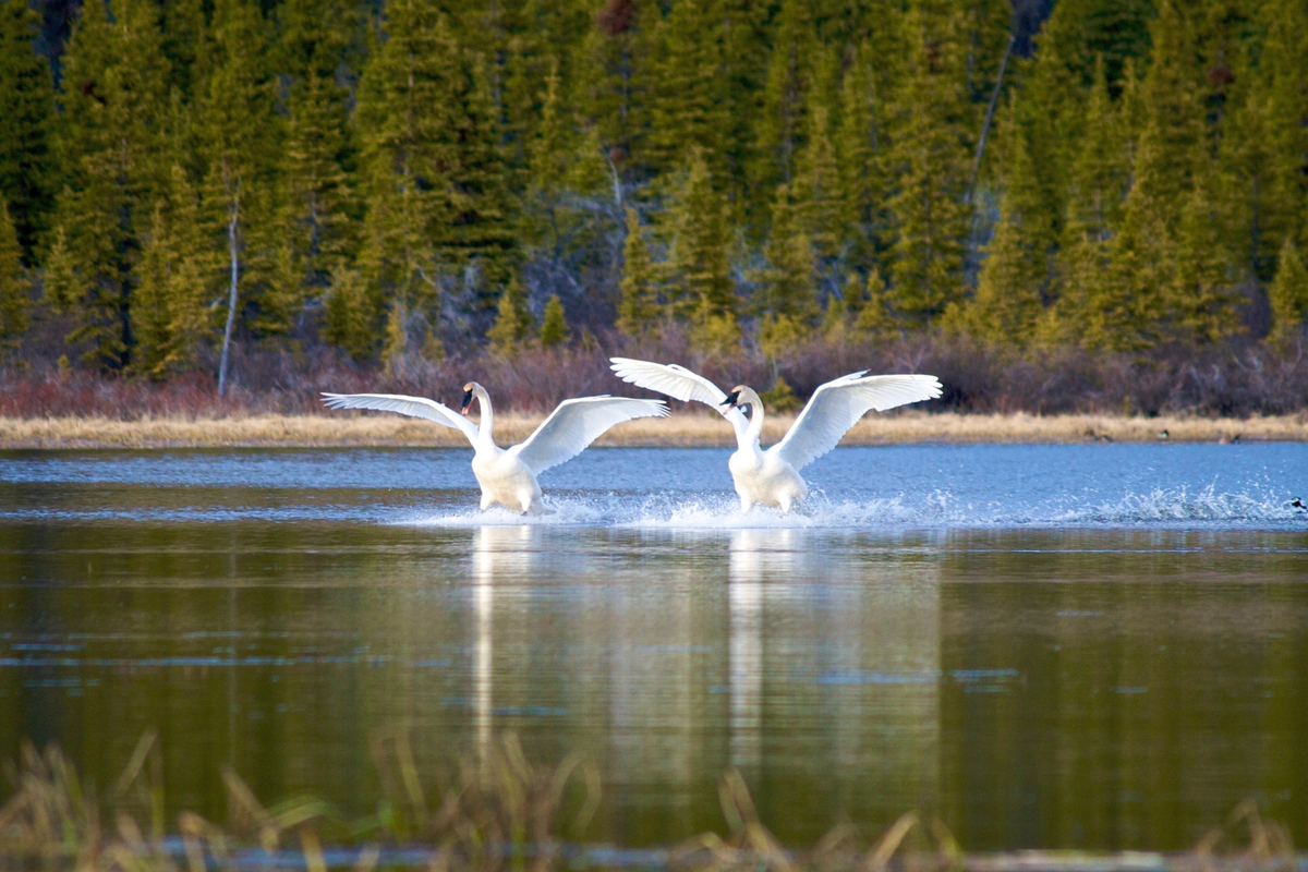 A pair of trumpeter swans land in Kloo pond. Yukon, Canada.