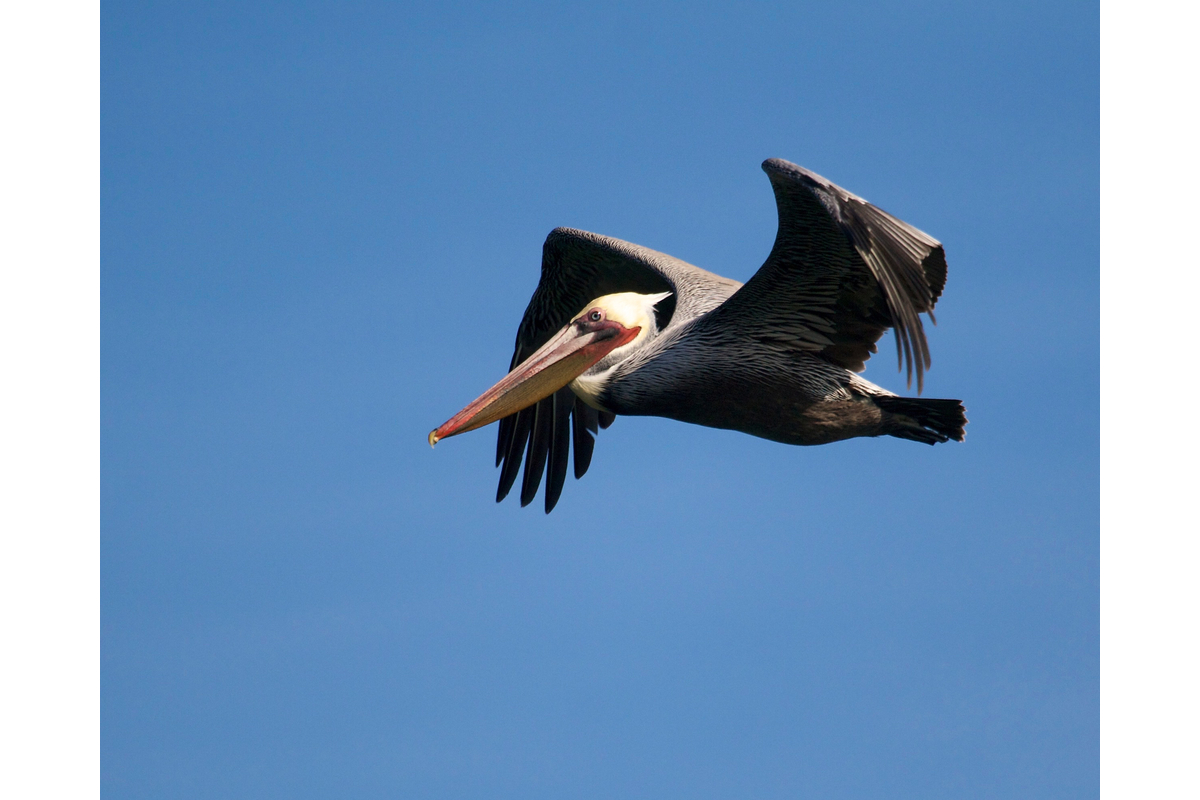 Brown pelicans are my favorite pelicans. Oakland, California.