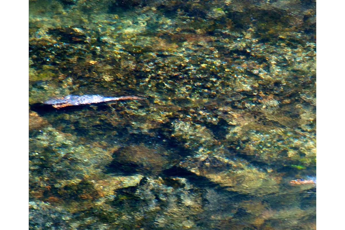 A juvenile common merganzer darts upriver, underwater. Umpqua river, Oregon.