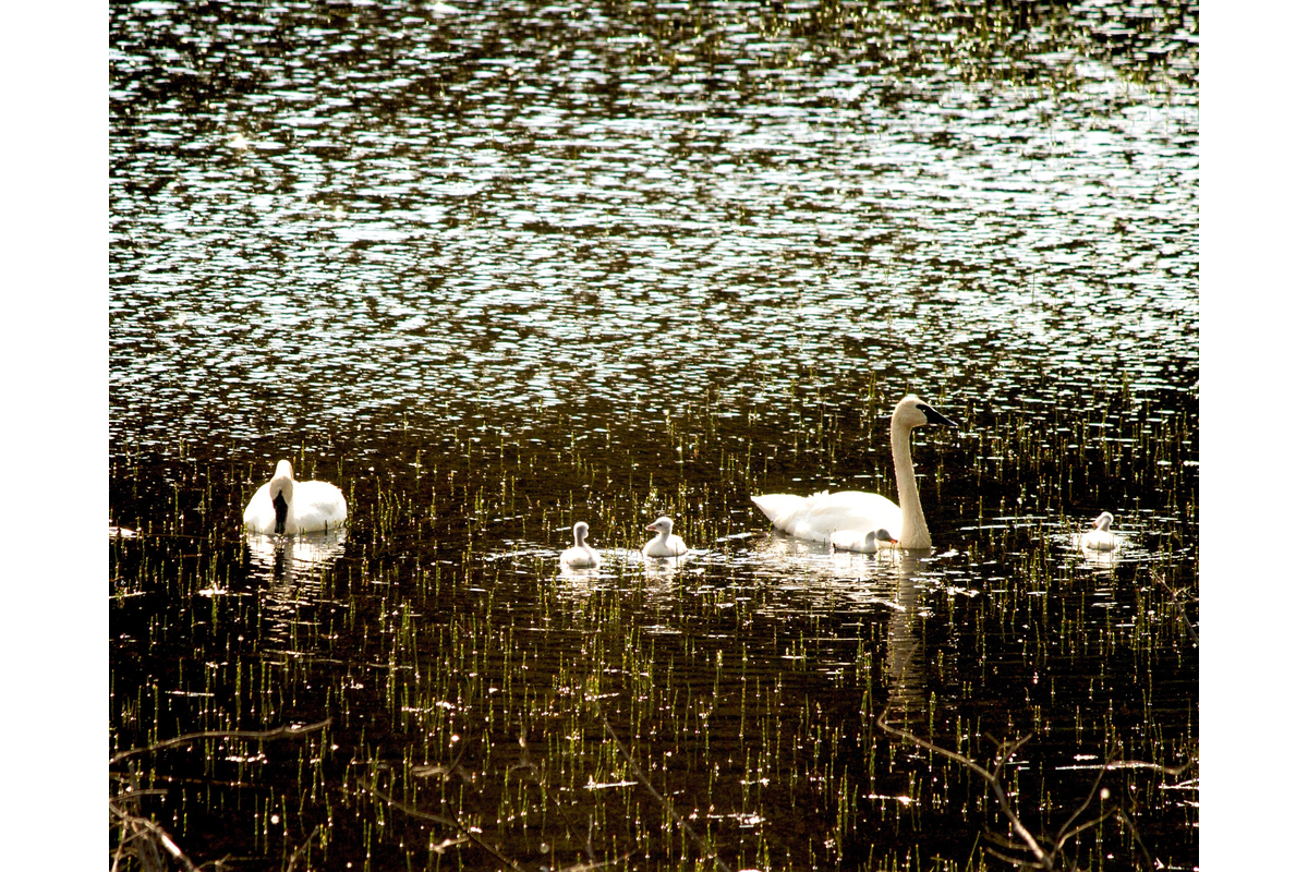 A family of trumpeter swans backlit and sparkly. Near Haines, Alaska.