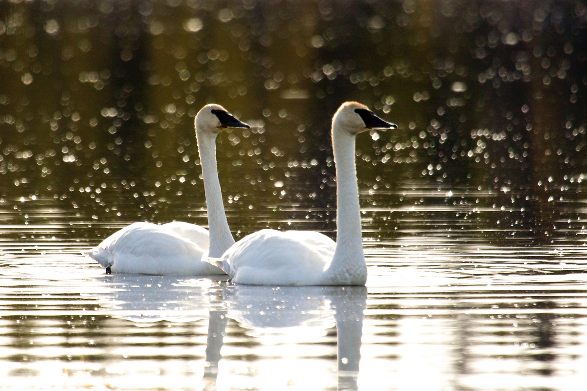 A pair of trumpeter swans on Kloo pond. Yukon, Canada.