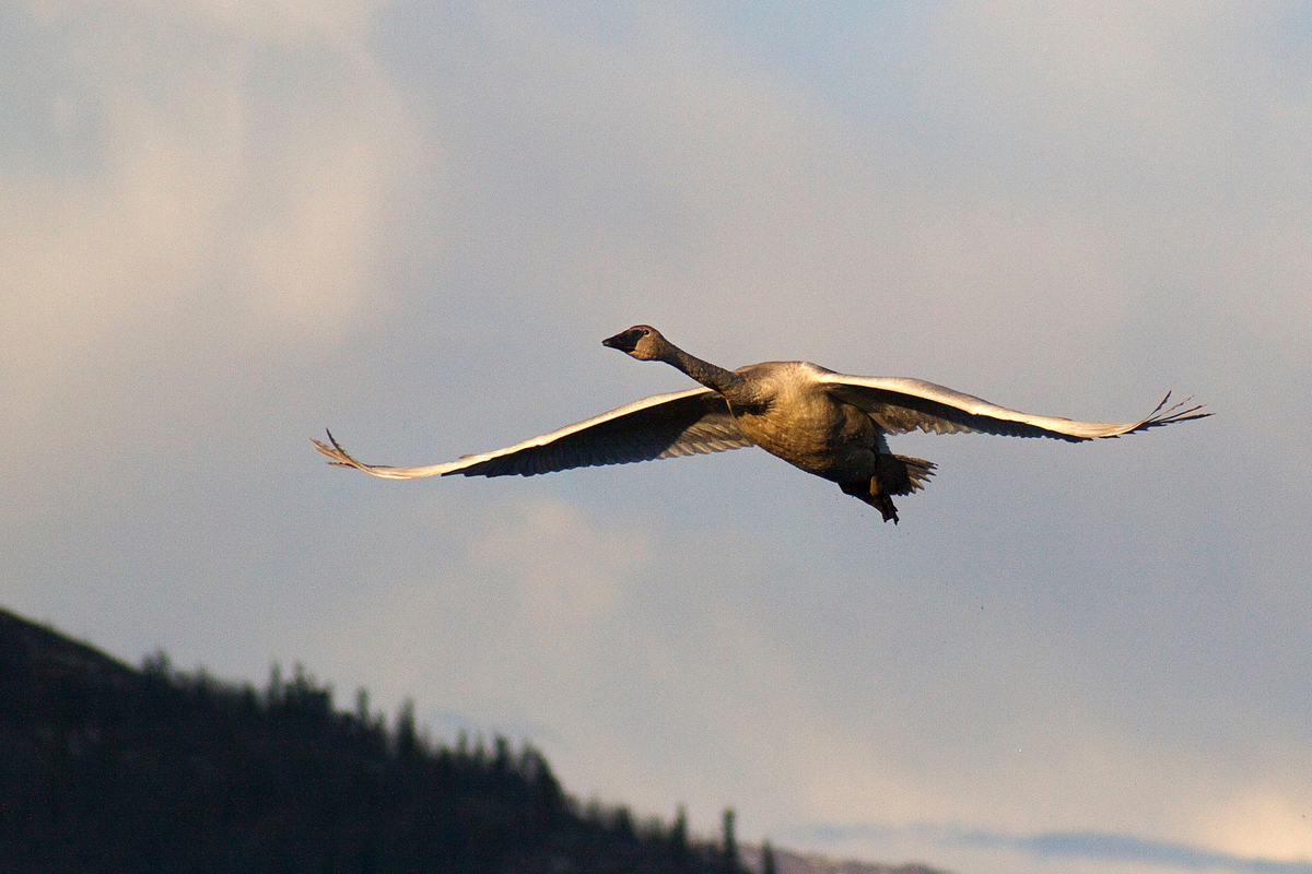 A trumpeter swan takes off to head further north. Yukon, Canada.