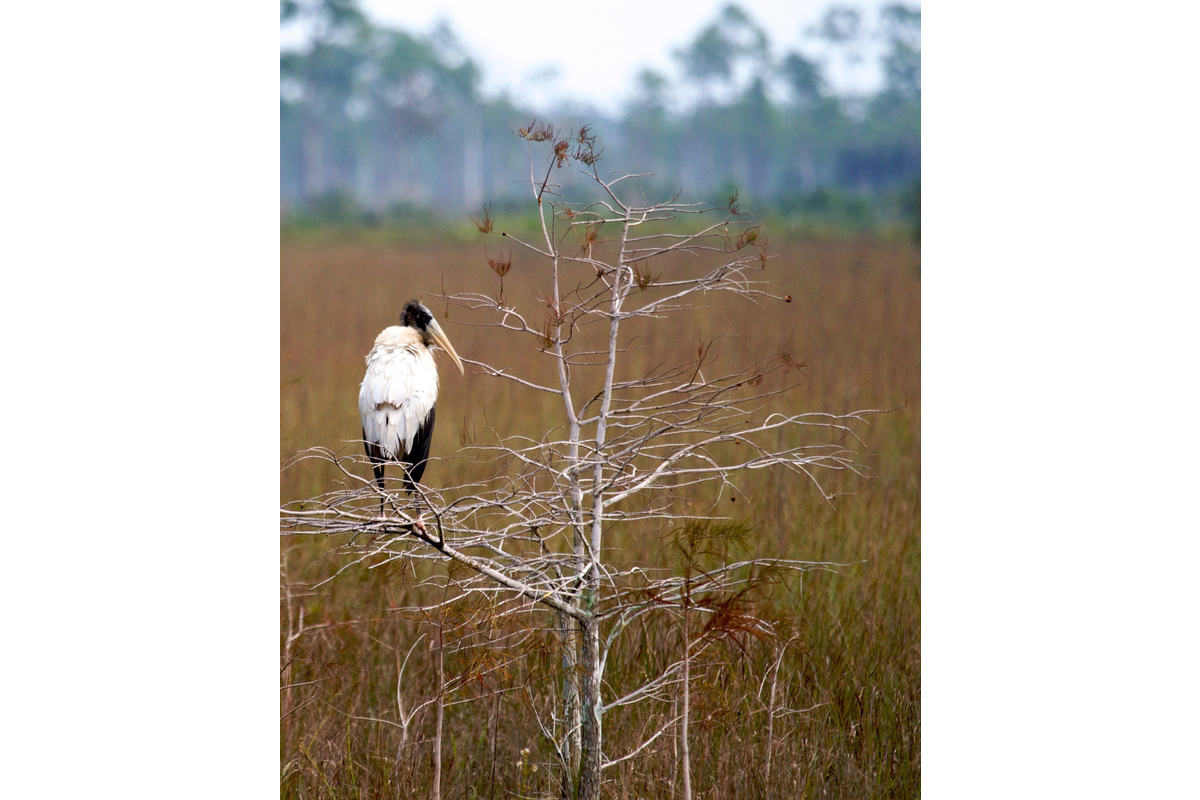 Here's a wood stork in the Everglades National Park.