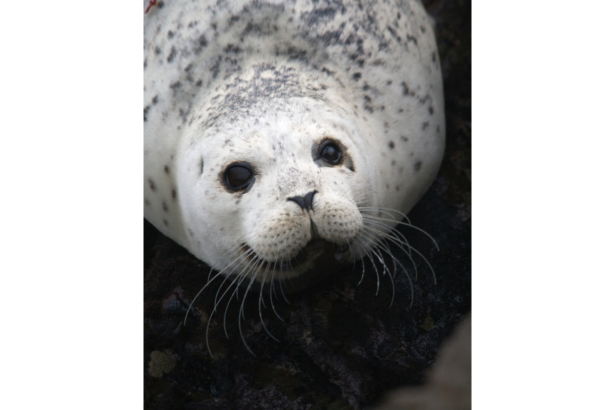 Happy harbor seal. Shelter Cover, California.