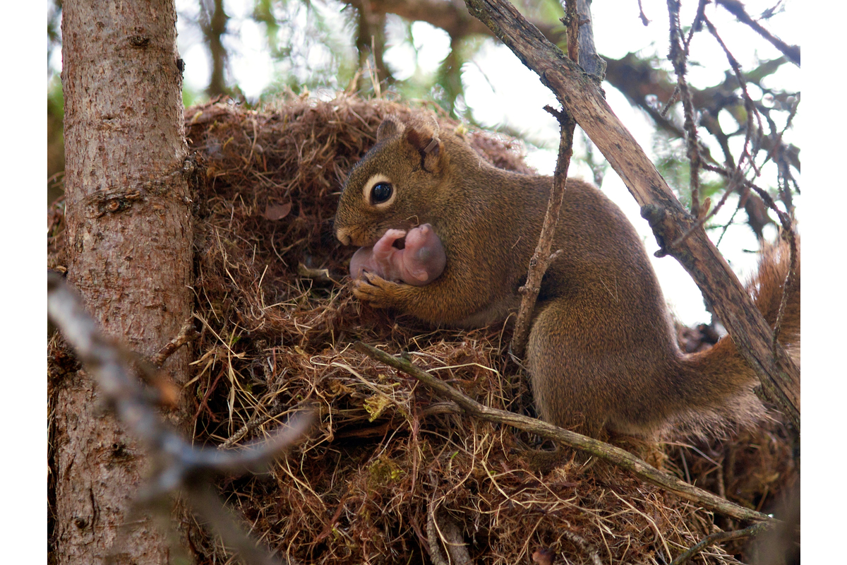A red squirrel prepares to move her pup to a new nest.