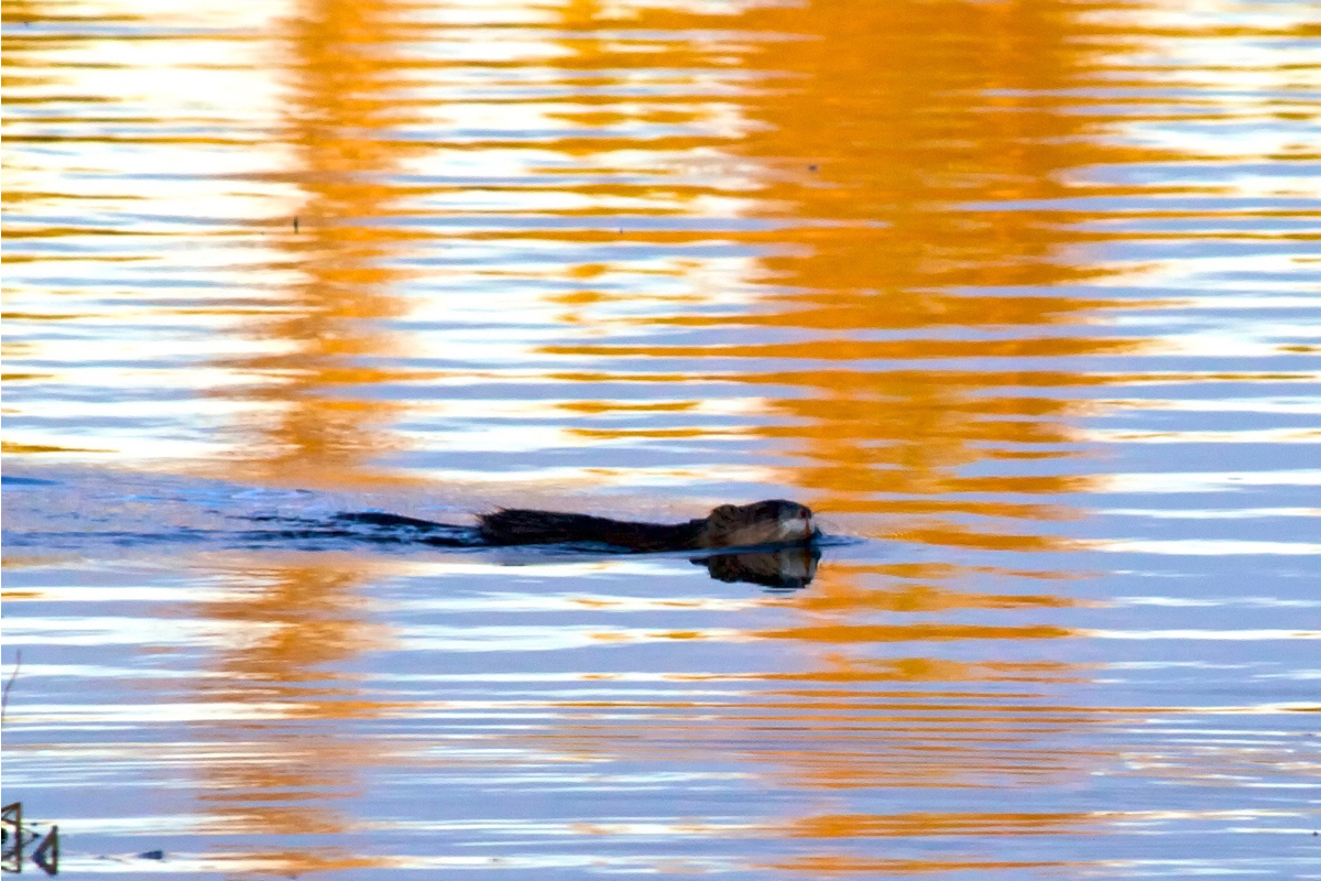 A muskrat swimming in Kloo pond at sunset. Yukon, Canada.