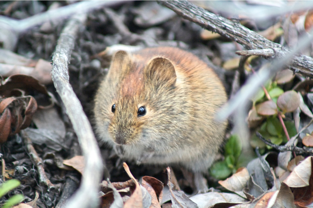 Red-backed vole in the Yukon, Canada.
