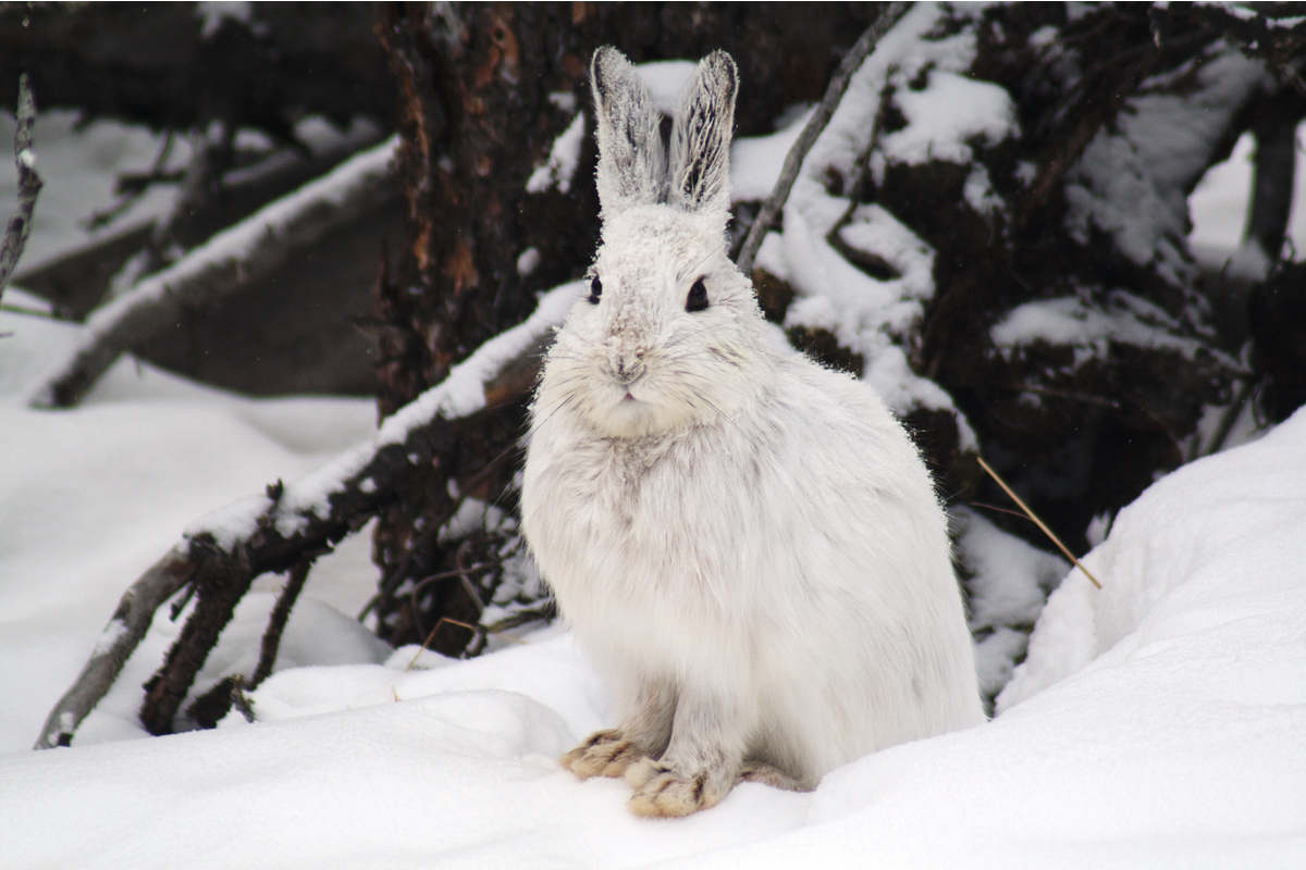 This snowshoe hare is showing off it's insulating coat. Yukon, Canada.