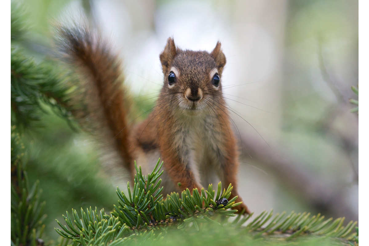 A red squirrel peeks over a spruce branch.