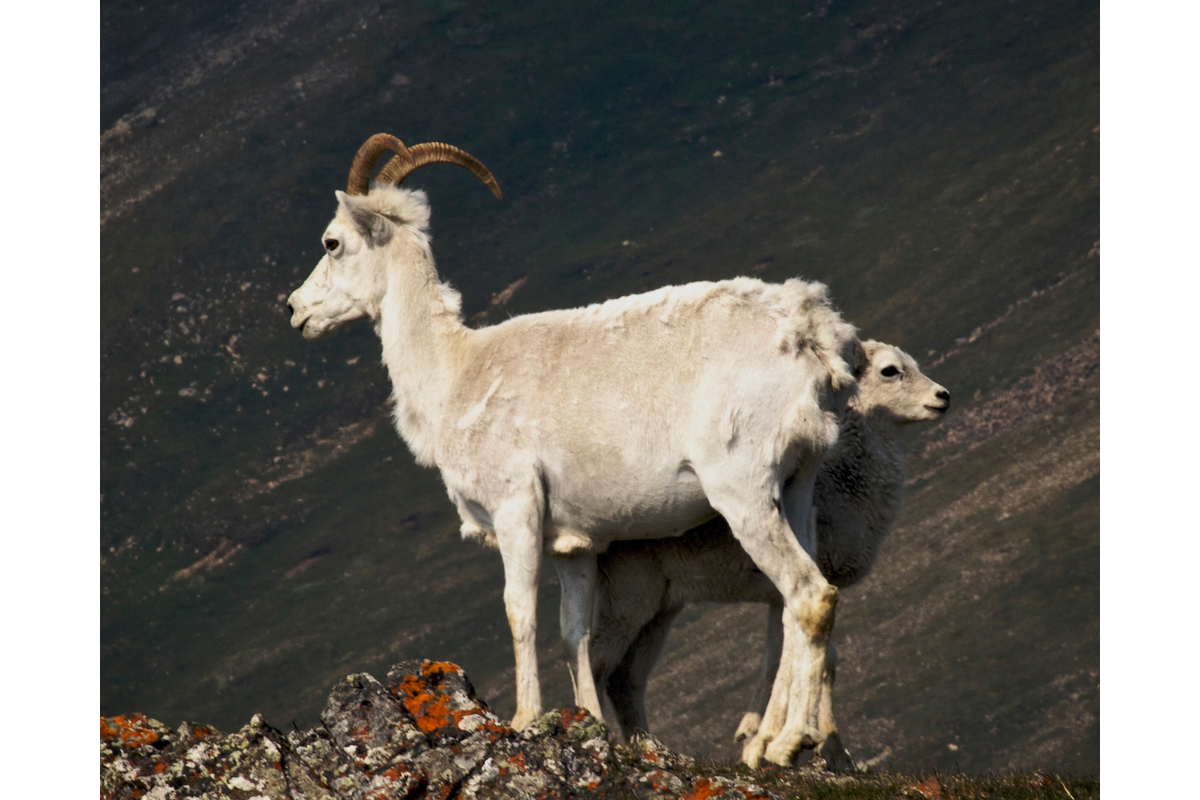 Mother dall sheep and her lamb. Sheep Mountain, Yukon.