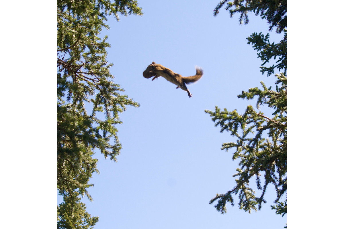 A red squirrel mother leaps while carrying a pretty big pup! Yukon, Canada.