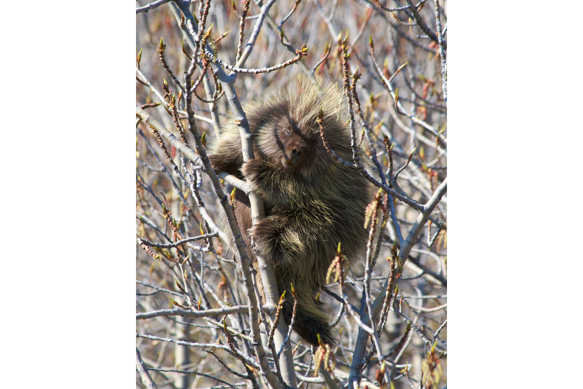A porcupine eating poplar buds. Yukon, Canada.