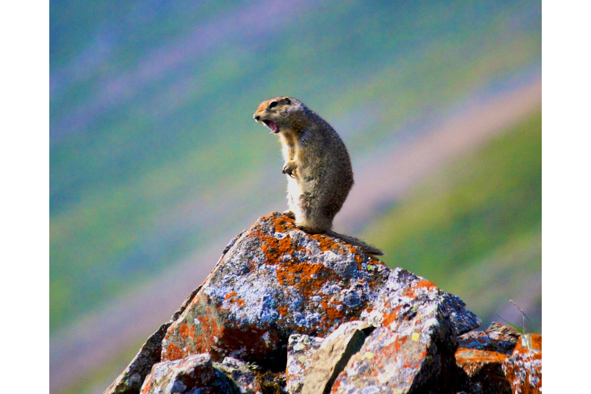An arctic groundsquirrel screams in alarm on Sheep Mountain, Yukon, Canada.