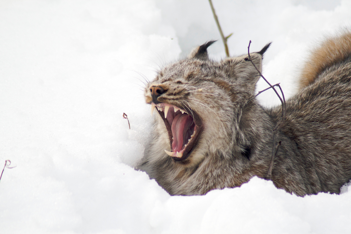 Look at those teeth! A canada lynx yawns. Yukon, Canada.